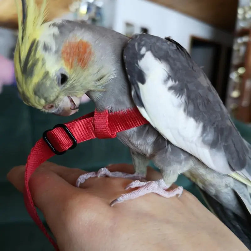 Bird Harness